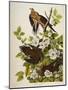 Carolina Turtledove. Mourning Dove, (Zenaida Macroura), Plate Xvii, from 'The Birds of America'-John James Audubon-Mounted Giclee Print