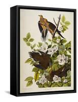 Carolina Turtledove. Mourning Dove, (Zenaida Macroura), Plate Xvii, from 'The Birds of America'-John James Audubon-Framed Stretched Canvas