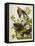 Carolina Turtledove. Mourning Dove, (Zenaida Macroura), Plate Xvii, from 'The Birds of America'-John James Audubon-Framed Stretched Canvas