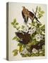 Carolina Turtledove. Mourning Dove, (Zenaida Macroura), Plate Xvii, from 'The Birds of America'-John James Audubon-Stretched Canvas