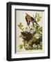 Carolina Turtledove. Mourning Dove, (Zenaida Macroura), Plate Xvii, from 'The Birds of America'-John James Audubon-Framed Giclee Print