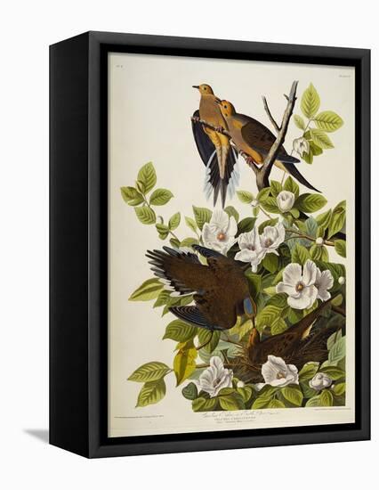 Carolina Turtledove. Mourning Dove,-John James Audubon-Framed Stretched Canvas