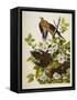 Carolina Turtledove. Mourning Dove,-John James Audubon-Framed Stretched Canvas