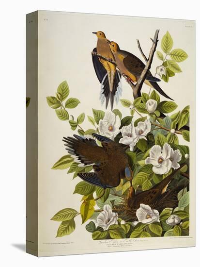 Carolina Turtledove. Mourning Dove,-John James Audubon-Stretched Canvas