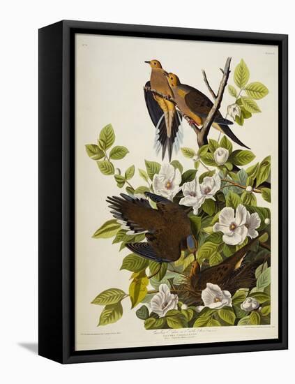 Carolina Turtledove. Mourning Dove,-John James Audubon-Framed Stretched Canvas