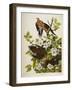 Carolina Turtledove. Mourning Dove,-John James Audubon-Framed Giclee Print