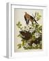 Carolina Turtledove. Mourning Dove,-John James Audubon-Framed Giclee Print