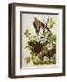 Carolina Turtledove. Mourning Dove,-John James Audubon-Framed Giclee Print