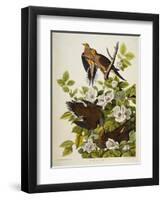 Carolina Turtledove. Mourning Dove,-John James Audubon-Framed Giclee Print