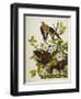 Carolina Turtledove. Mourning Dove,-John James Audubon-Framed Giclee Print