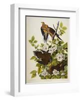 Carolina Turtledove. Mourning Dove,-John James Audubon-Framed Giclee Print