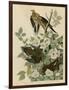 Carolina Turtledove-null-Framed Giclee Print