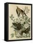 Carolina Turtledove-null-Framed Stretched Canvas