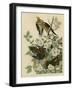 Carolina Turtledove-null-Framed Giclee Print