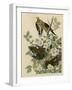 Carolina Turtledove-null-Framed Giclee Print