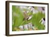 Carolina Wren on Fence Post Near Flower Garden, Marion, Illinois, Usa-Richard ans Susan Day-Framed Photographic Print