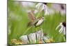 Carolina Wren on Fence Post Near Flower Garden, Marion, Illinois, Usa-Richard ans Susan Day-Mounted Photographic Print