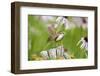 Carolina Wren on Fence Post Near Flower Garden, Marion, Illinois, Usa-Richard ans Susan Day-Framed Photographic Print