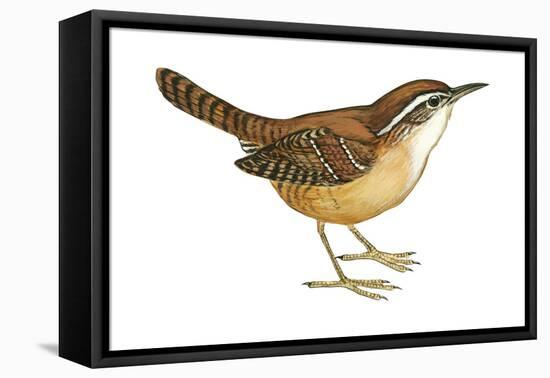 Carolina Wren (Thryothorus Ludovicianus), Birds-Encyclopaedia Britannica-Framed Stretched Canvas