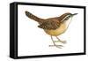 Carolina Wren (Thryothorus Ludovicianus), Birds-Encyclopaedia Britannica-Framed Stretched Canvas