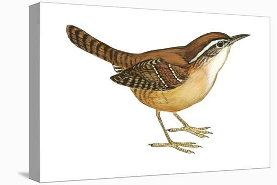 Carolina Wren (Thryothorus Ludovicianus), Birds-Encyclopaedia Britannica-Stretched Canvas