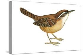 Carolina Wren (Thryothorus Ludovicianus), Birds-Encyclopaedia Britannica-Stretched Canvas