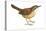 Carolina Wren (Thryothorus Ludovicianus), Birds-Encyclopaedia Britannica-Stretched Canvas
