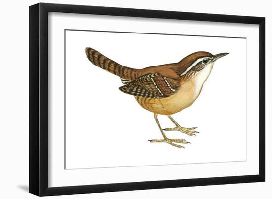 Carolina Wren (Thryothorus Ludovicianus), Birds-Encyclopaedia Britannica-Framed Art Print