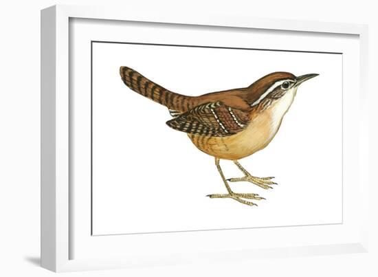 Carolina Wren (Thryothorus Ludovicianus), Birds-Encyclopaedia Britannica-Framed Art Print