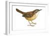 Carolina Wren (Thryothorus Ludovicianus), Birds-Encyclopaedia Britannica-Framed Art Print