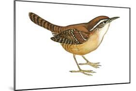Carolina Wren (Thryothorus Ludovicianus), Birds-Encyclopaedia Britannica-Mounted Art Print