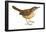 Carolina Wren (Thryothorus Ludovicianus), Birds-Encyclopaedia Britannica-Framed Poster