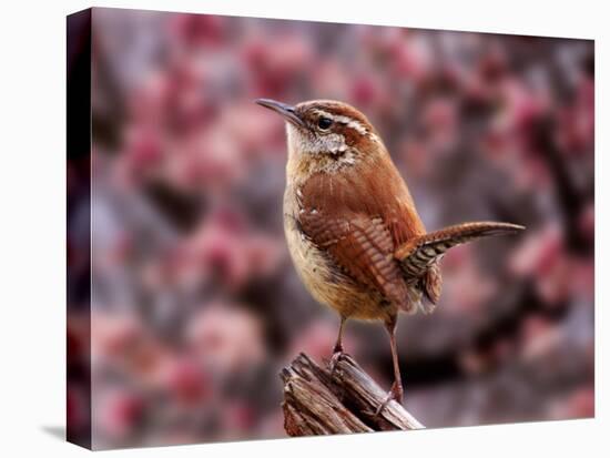 Carolina Wren-Adam Jones-Stretched Canvas