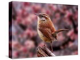 Carolina Wren-Adam Jones-Stretched Canvas