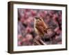 Carolina Wren-Adam Jones-Framed Photographic Print