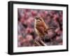 Carolina Wren-Adam Jones-Framed Photographic Print