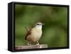 Carolina Wren-Gary Carter-Framed Stretched Canvas