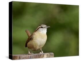 Carolina Wren-Gary Carter-Stretched Canvas