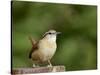 Carolina Wren-Gary Carter-Stretched Canvas