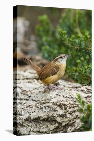 Carolina Wren-Gary Carter-Stretched Canvas