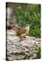 Carolina Wren-Gary Carter-Stretched Canvas