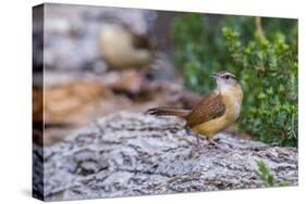 Carolina Wren-Gary Carter-Stretched Canvas