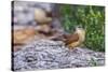 Carolina Wren-Gary Carter-Stretched Canvas