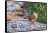 Carolina Wren-Gary Carter-Framed Stretched Canvas