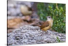 Carolina Wren-Gary Carter-Stretched Canvas