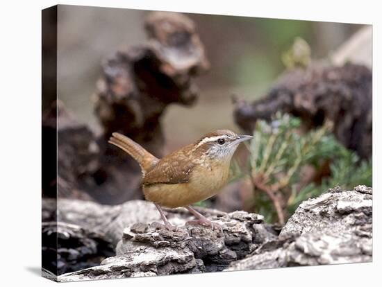 Carolina Wren-Gary Carter-Stretched Canvas