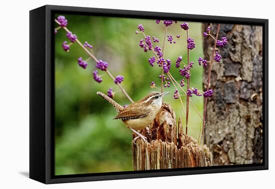 Carolina Wren-Gary Carter-Framed Stretched Canvas