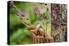 Carolina Wren-Gary Carter-Stretched Canvas