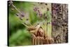 Carolina Wren-Gary Carter-Stretched Canvas