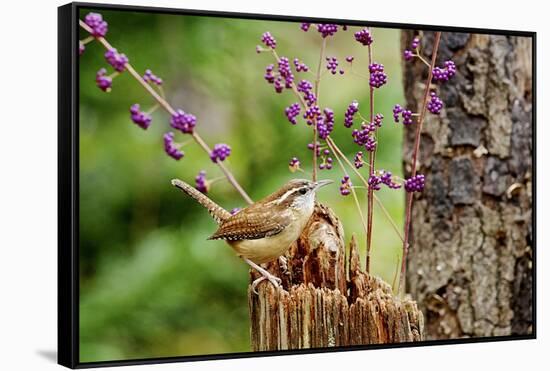 Carolina Wren-Gary Carter-Framed Stretched Canvas